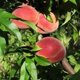 Персик Топ Світ фото