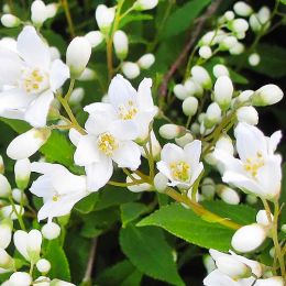 Дейція Nikko фото