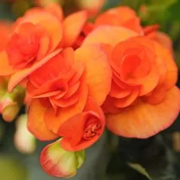 Бегонія Non Stop Orange фото
