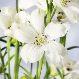 Дельфініум Ocean White фото