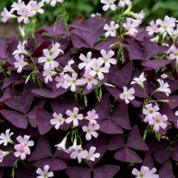 Оксаліс (кислиця) Triangularis фото