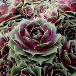 Камяна троянда Old Rose фото