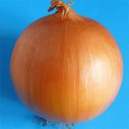 Цибуля Райнсбургер Озима фото