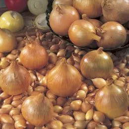 Цибуля ріпчаста Sturon Озима 1 кг фото