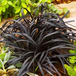 Офіопогон Niger фото