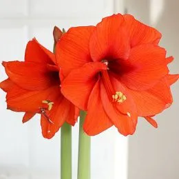Амариліc Orange Souvereign фото