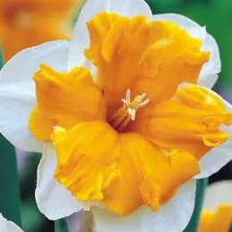 Нарцис Orangery фото