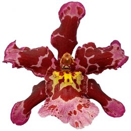 Орхідея Colmonara Pink фото