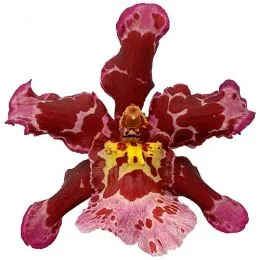 Орхідея Colmonara Pink фото