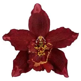 Орхідея Odontoglossum Winered фото