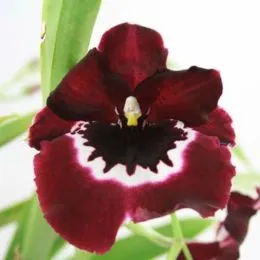 Орхідея Miltonia Flora фото