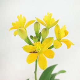 Орхідея Mini Epidendrum Yellow фото