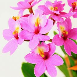 Орхідея Mini Epidendrum Rosy фото