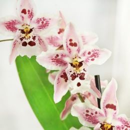 Орхідея Odontoglossum Pink Spot фото
