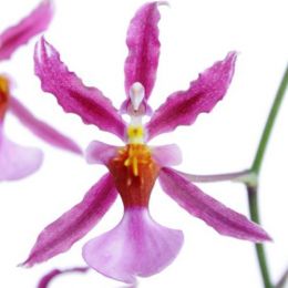 Орхідея Oncidium Mieke von Holm фото