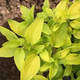 Орегано Aureum Gold фото