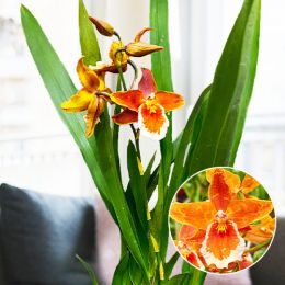 Орхідея Odontoglossum Inferno фото