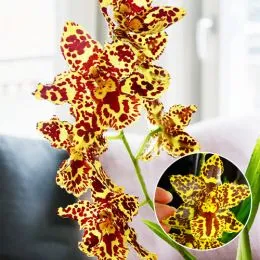 Орхідея Odontocidium Hansueli Isler фото