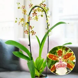 Орхідея Colmonara Top Jungle фото