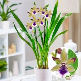 Орхідея Zygopetalum Creme Blue фото