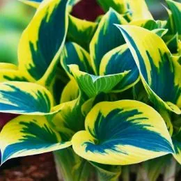 Хоста First Frost фото