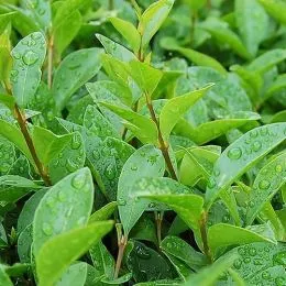 Лігуструм Ovalifolium фото