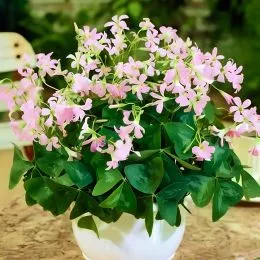 Оксаліс (кислиця) Birgit фото