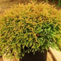 Туя Golden Tuffet фото