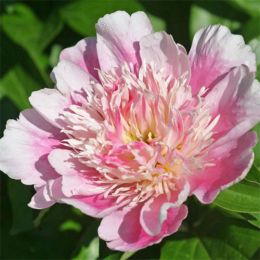 Півонія Pink Chiffon 1-2 бруньки фото