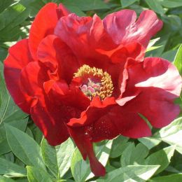 Півонія ITOH Sonoma Velvet Ruby фото