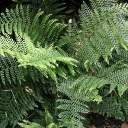 Папороть niponicum Wollastonii фото