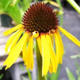 Ехінацея Paradoxa фото