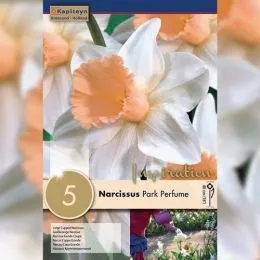 Нарцис Park Perfume (Брендові цибулини KAPITEYN®) фото