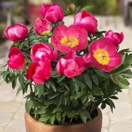 Півонія Patio Peony Oslo  фото