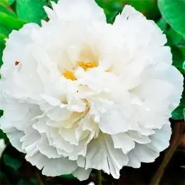 Півонія White Snow Bai Xue Gong Zhu деревовидна фото
