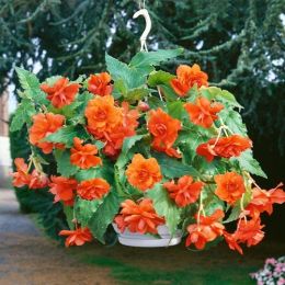 Бегонія Pendula Cascade Orange фото