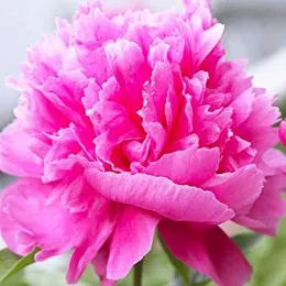 Півонія Rosea Superba фото