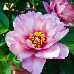 Півонія ITOH Pink Double Dandy фото