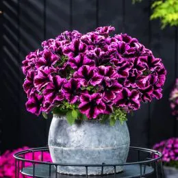 Петунія Go!Tunia Cosmic Pink фото