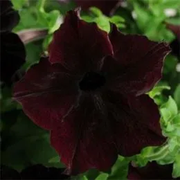 Петунія Sophistica Blackberry фото