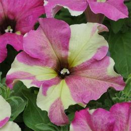 Петунія Sophistica Lime Bicolour фото