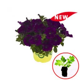 Петунія Potunia Cobalt Blue фото