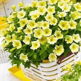 Петунія Yellow фото