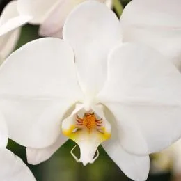 Фаленопсис Амабіліс (Phalaenopsis amabilis) фото