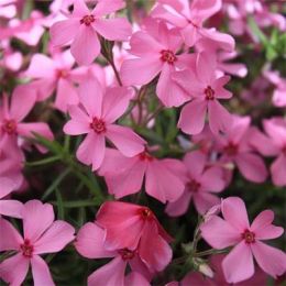 Флокс Early Spring Dark Pink фото
