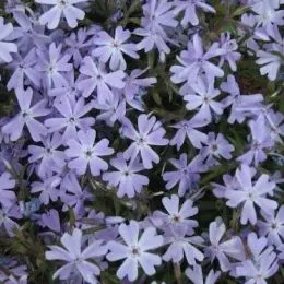 Флокс Early Spring Lavender фото