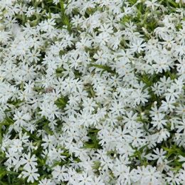 Флокс Early Spring White фото