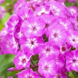 Флокс Famous Purple фото