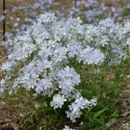 Флокс May Breeze фото