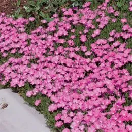 Флокс карликовый Perfect Pink фото